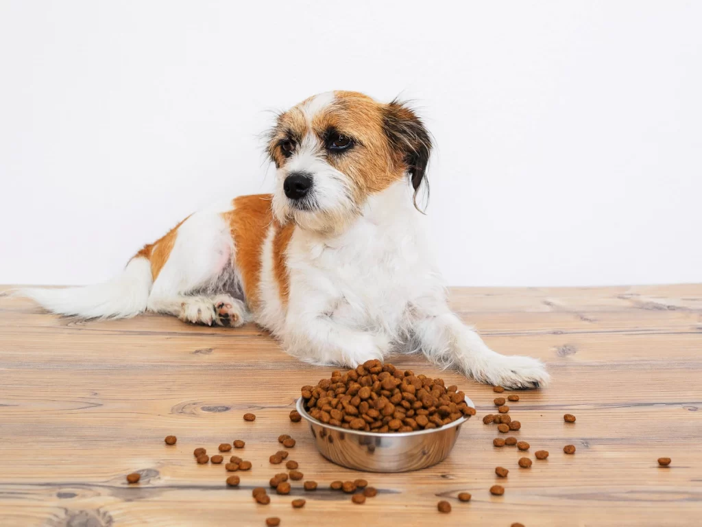 The importance of feeding your dog a balanced diet