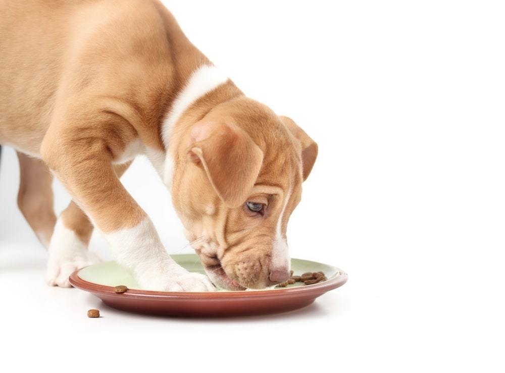 The importance of feeding your dog a balanced diet