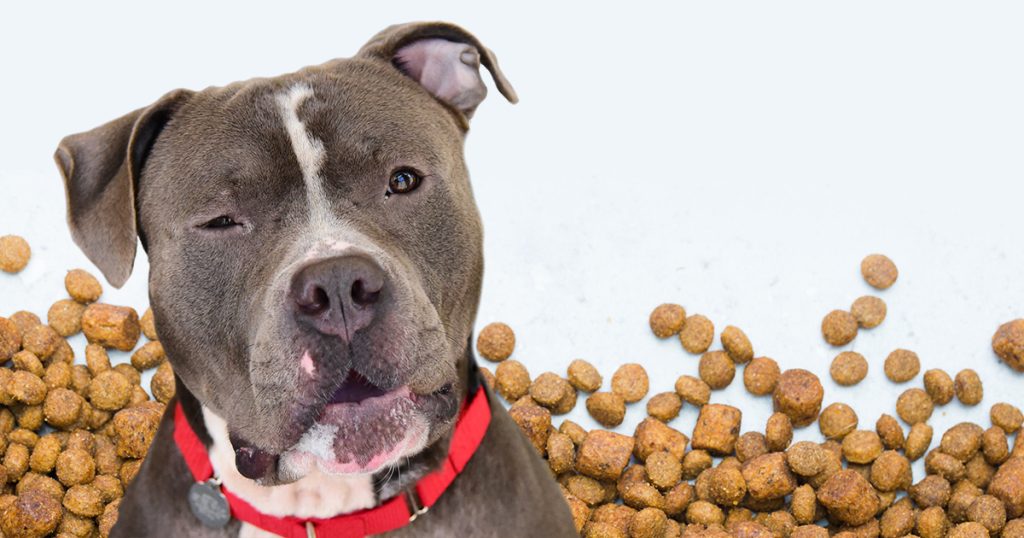 Understanding the difference between wet and dry dog food