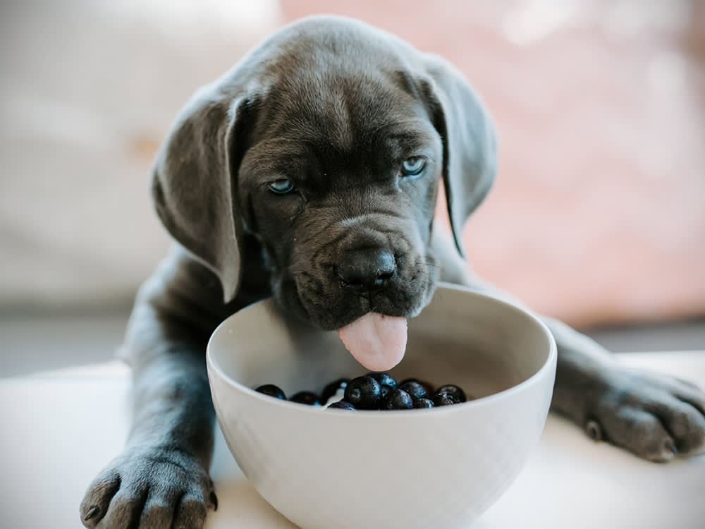 Understanding the difference between wet and dry dog food