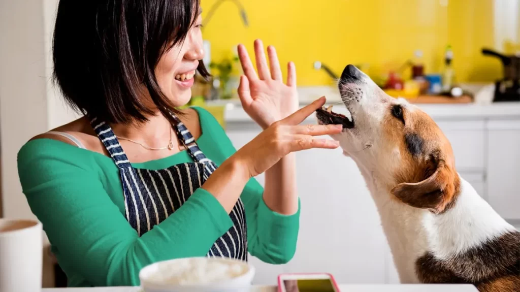 The dangers of feeding your dog human food