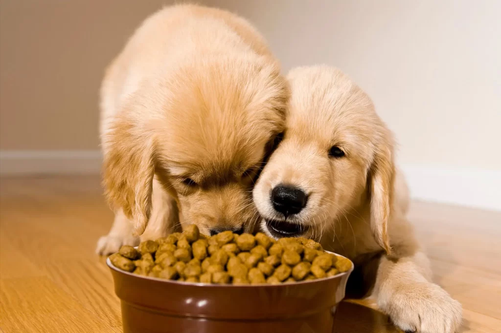 Understanding the differences between premium and regular dog food brands