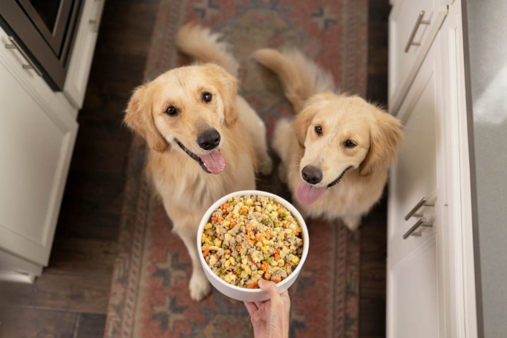The best dog food options for active dogs