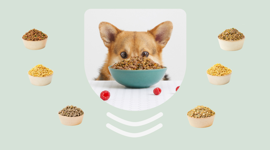 The benefits of feeding your dog a grain-free diet
