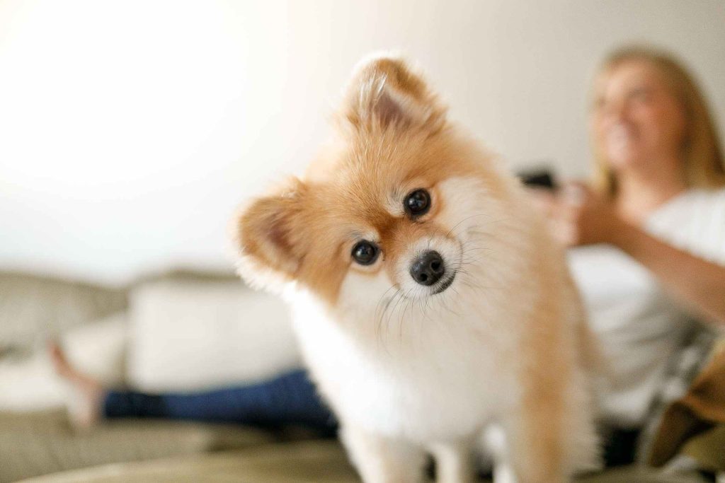 The Pros and Cons of Owning a Dog in an Apartment
