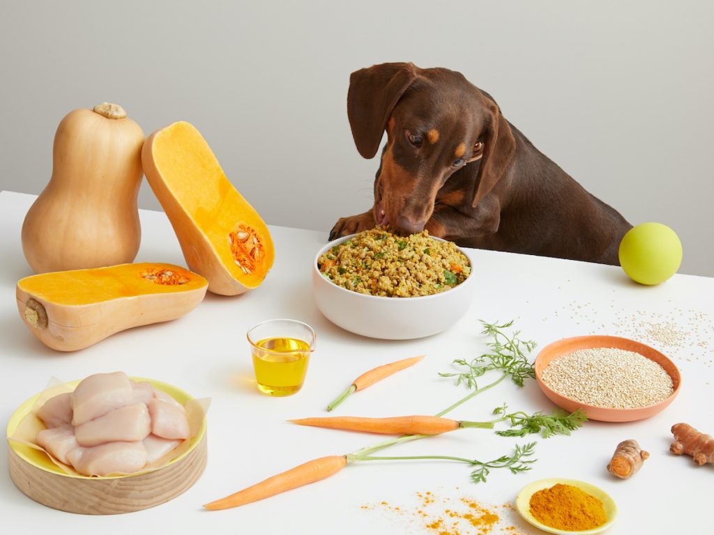 The best dog food options for dogs with specific health conditions