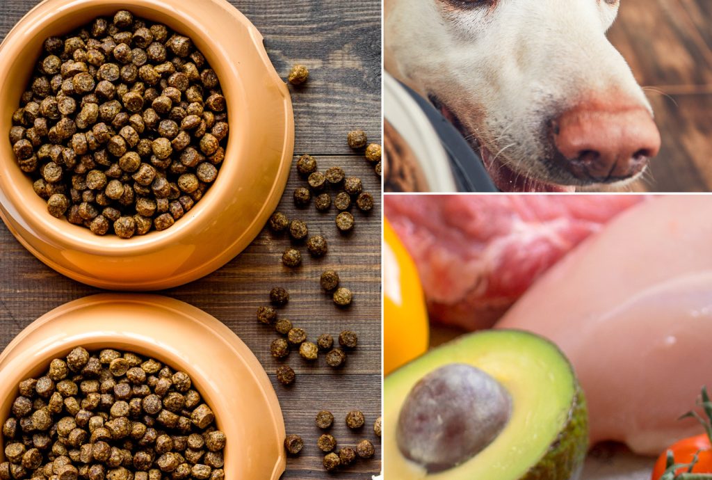 The best dog food options for dogs with specific health conditions