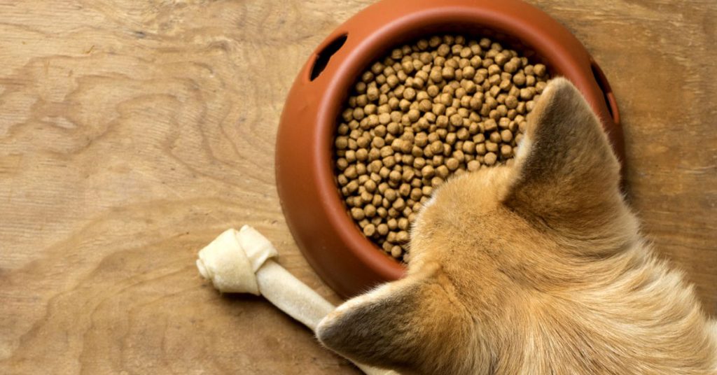 The benefits of feeding your dog a raw food diet