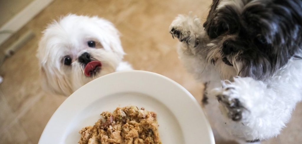 The benefits of feeding your dog a raw food diet