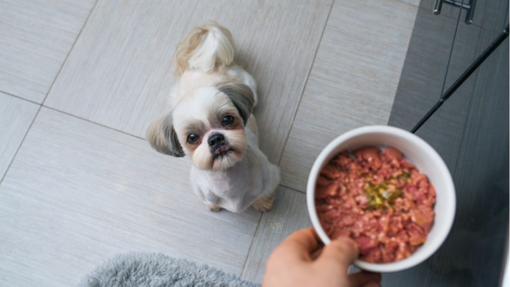 The impact of food on your dog's anxiety levels