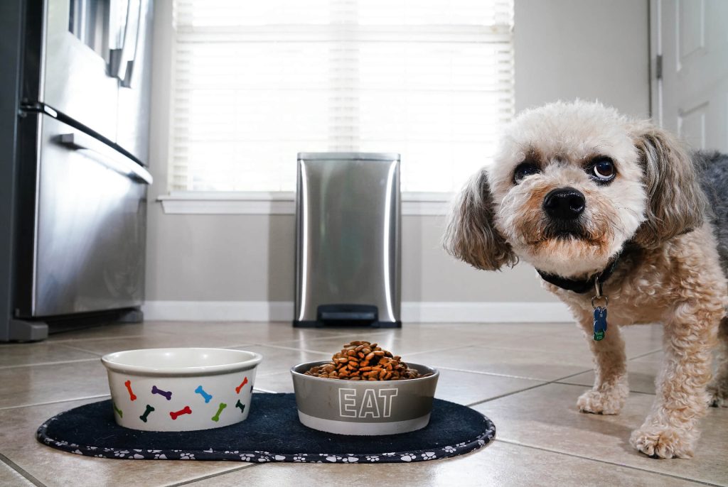 The pros and cons of feeding your dog a vegetarian or vegan diet