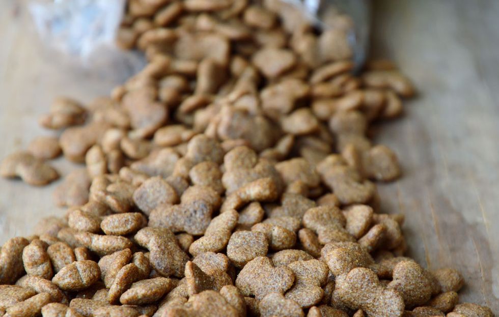 The pros and cons of feeding your dog a vegetarian or vegan diet