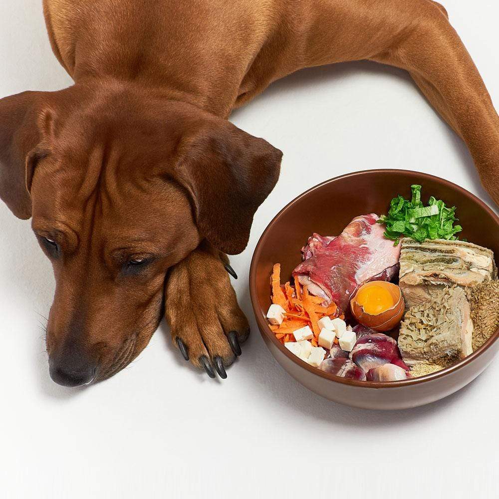The role of supplements in your dog's diet