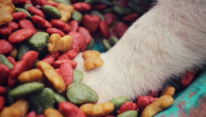 How much should you feed your dog?