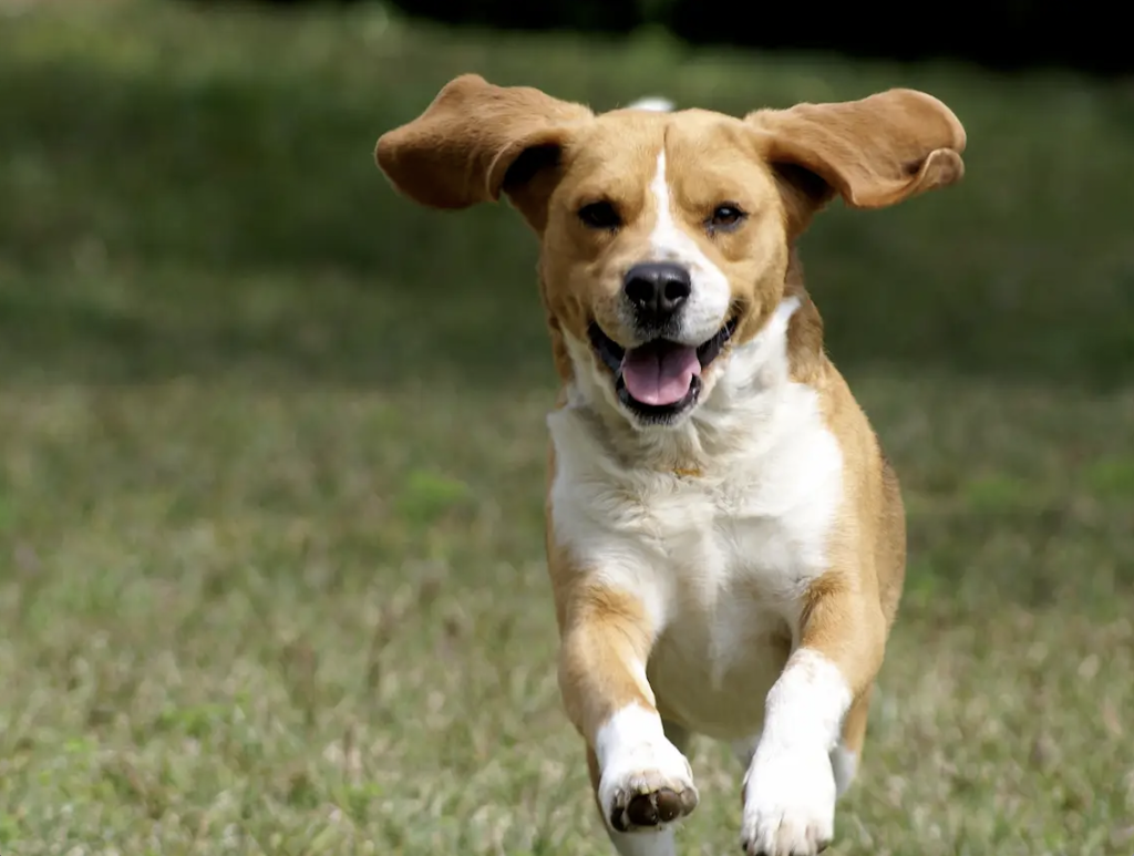 How to Teach Your Dog to Fetch?