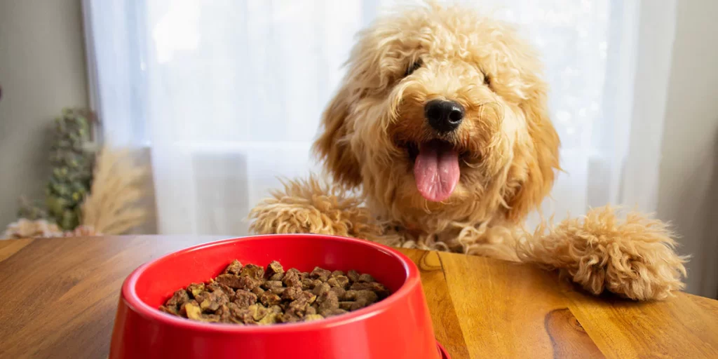 The benefits of feeding your dog a diet rich in antioxidants