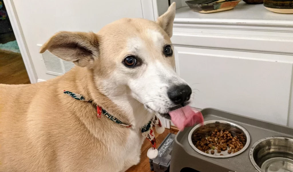 The benefits of feeding your dog a limited ingredient diet