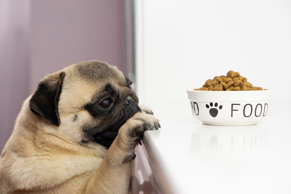 The benefits of feeding your dog a diet rich in antioxidants