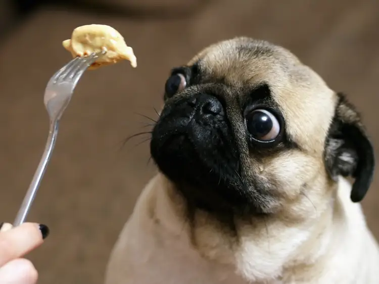 The impact of carbohydrates on dog health