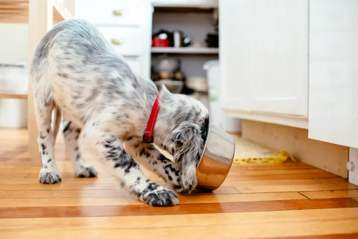 How to choose the right dog food for your pet？