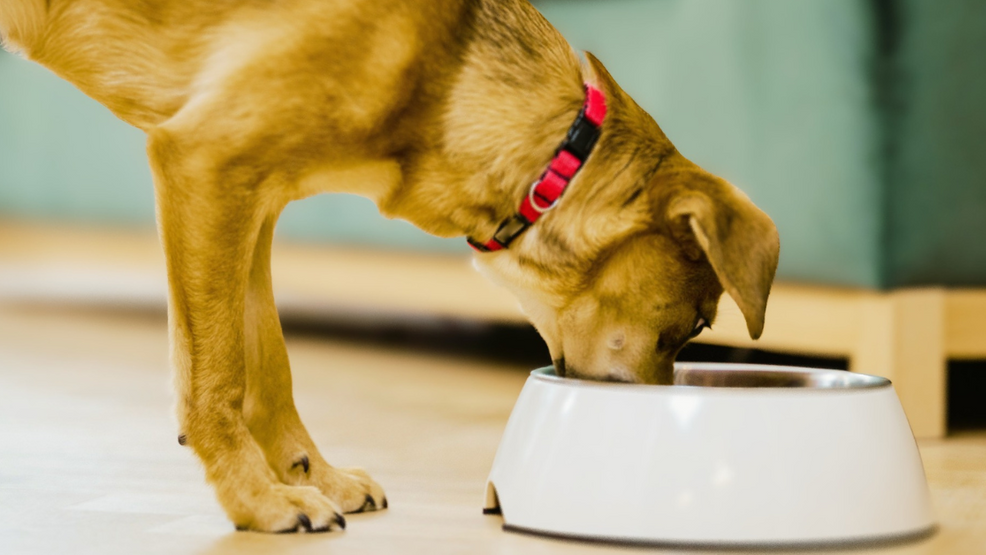 The best dog food options for weight management