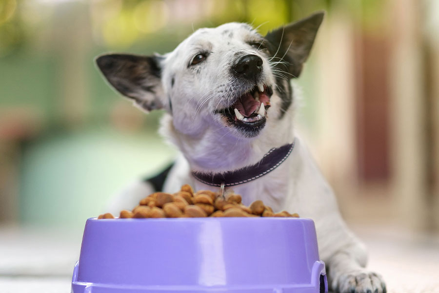 The best dog food options for weight management