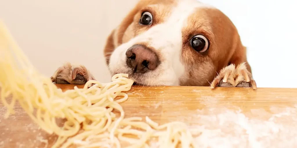 The best dog food options for weight management