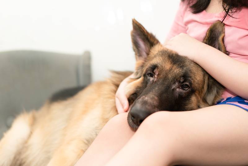The Best Ways to Bond with Your Dog