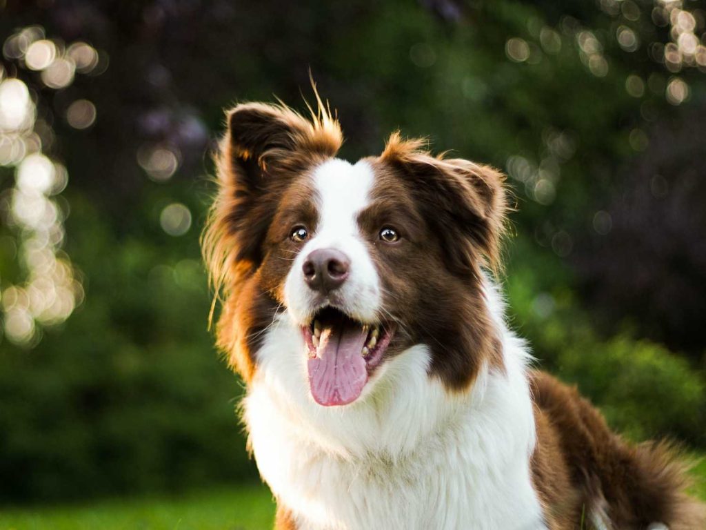 Common pet dog - Border Collie