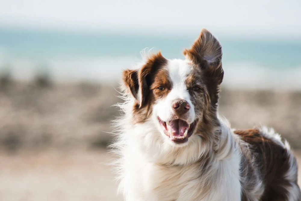 Common pet dog - Border Collie