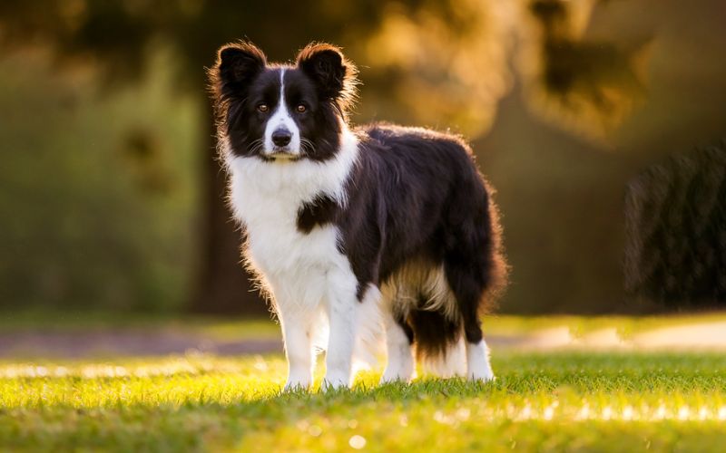 Common pet dog - Border Collie