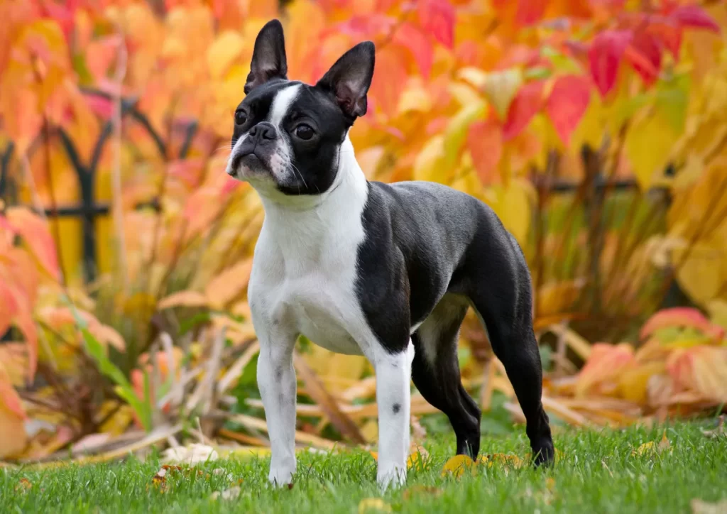 Common pet dog - Boston Terrier