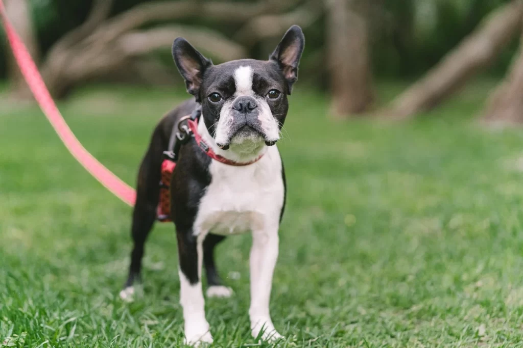 Common pet dog - Boston Terrier