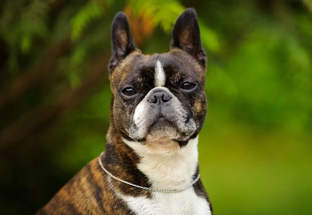 Common pet dog - Boston Terrier