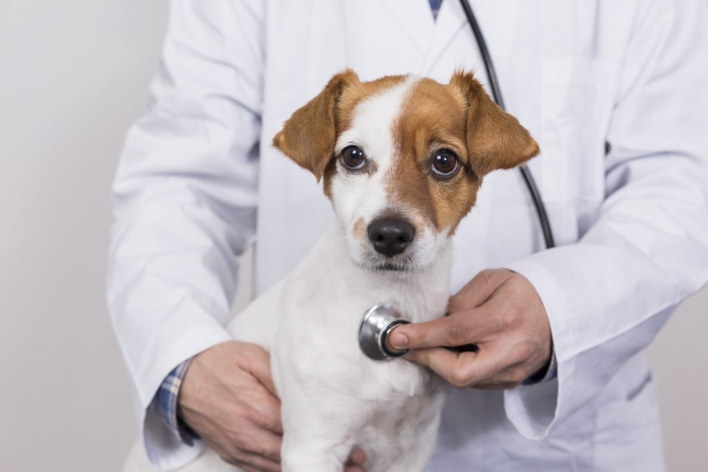 The Importance of Regular Veterinary Checkups for Your Dog