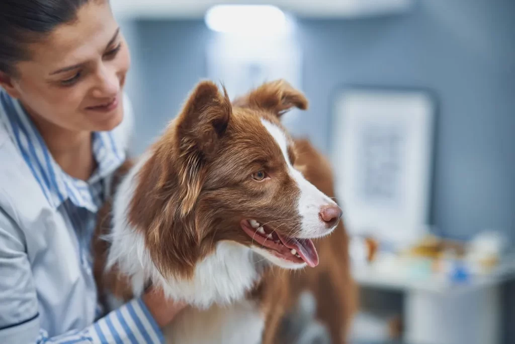 The Importance of Regular Veterinary Checkups for Your Dog