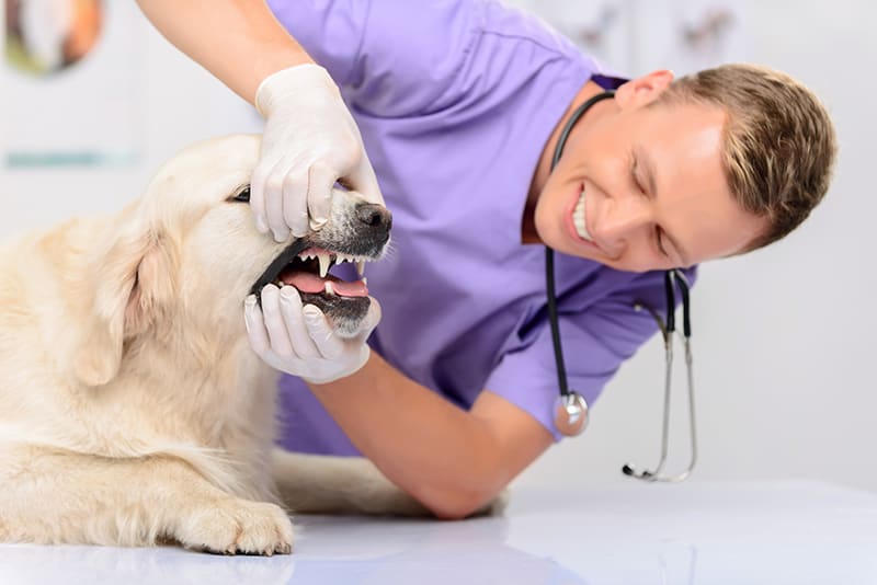 The Importance of Regular Veterinary Checkups for Your Dog