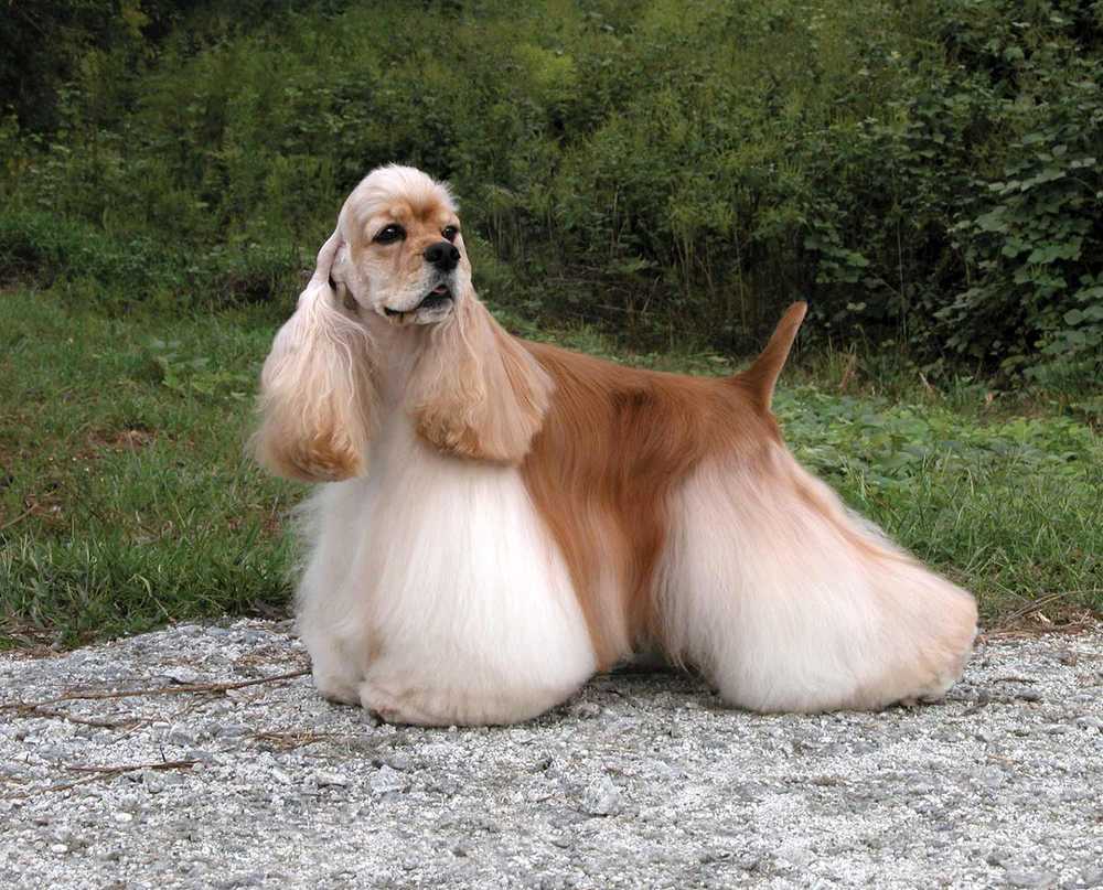 Common pet dog - Cocker Spaniel