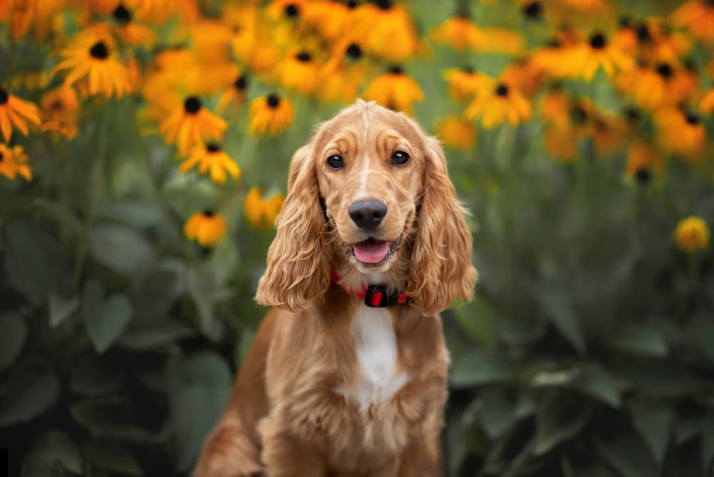Common pet dog - Cocker Spaniel
