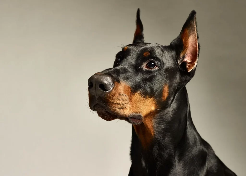 Common pet dog - Doberman Pinscher