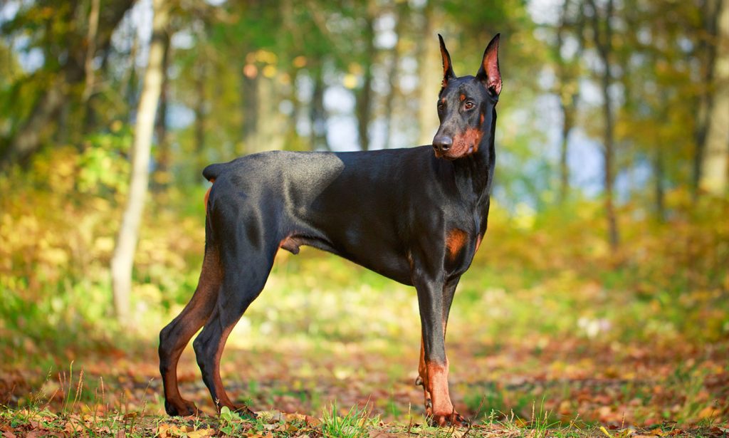 Common pet dog - Doberman Pinscher