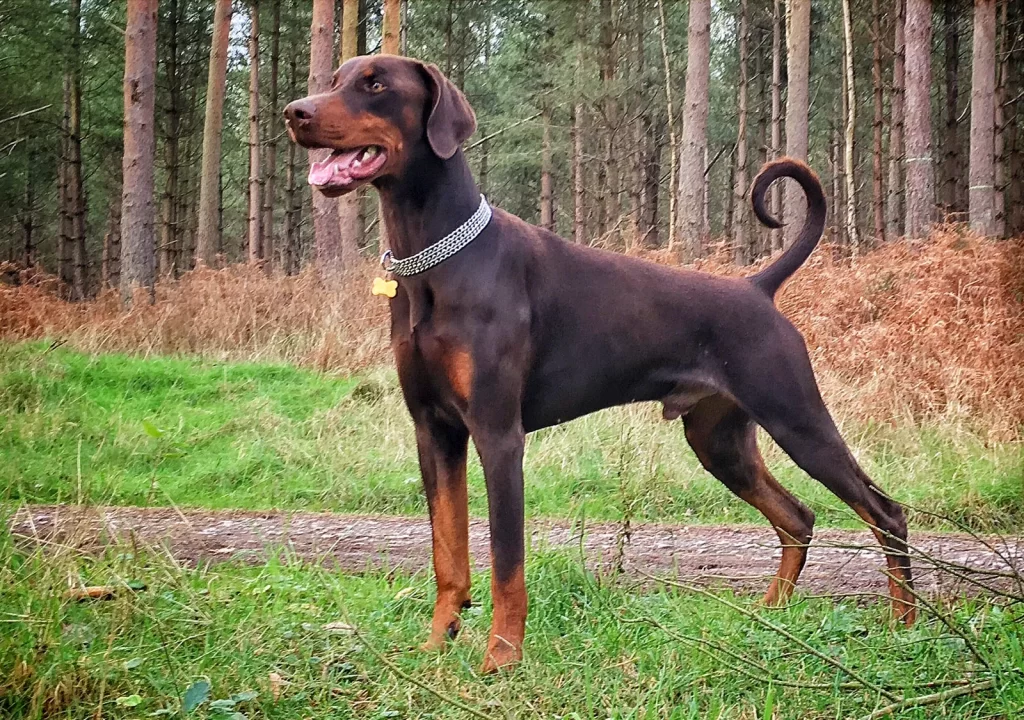 Common pet dog - Doberman Pinscher