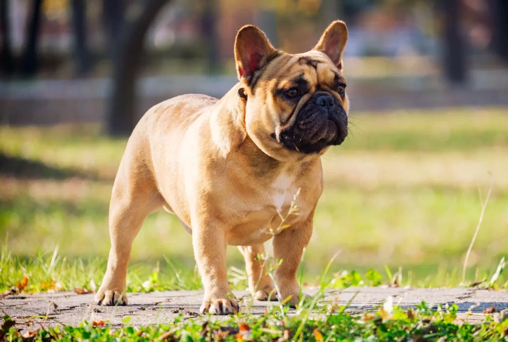 Common pet dog - French Bulldog