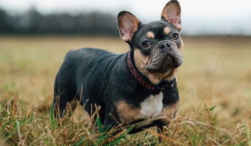 Common pet dog - French Bulldog