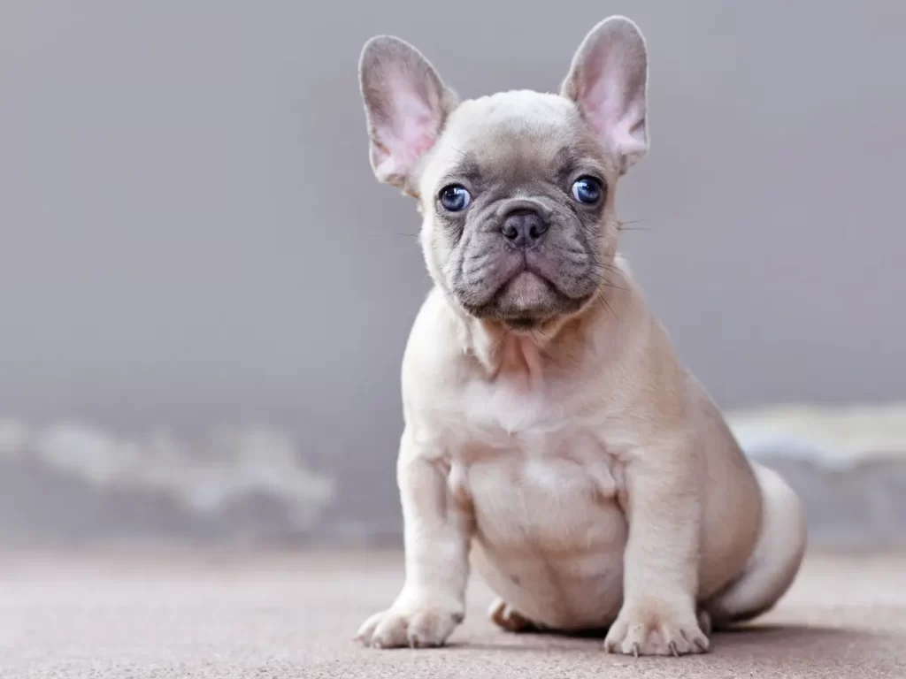 Common pet dog - French Bulldog