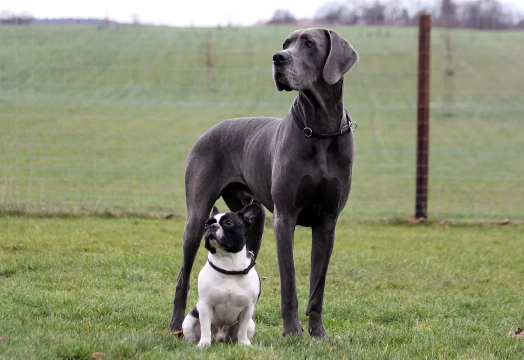 Common pet dog - Great Dane
