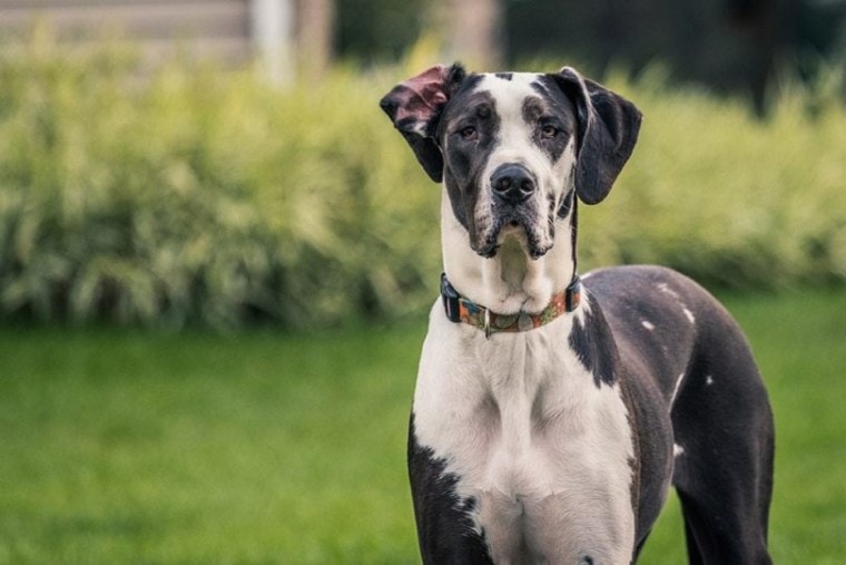 Common pet dog - Great Dane