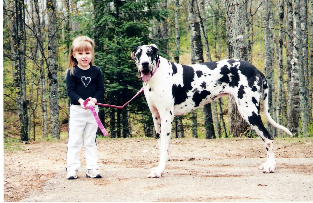 Common pet dog - Great Dane