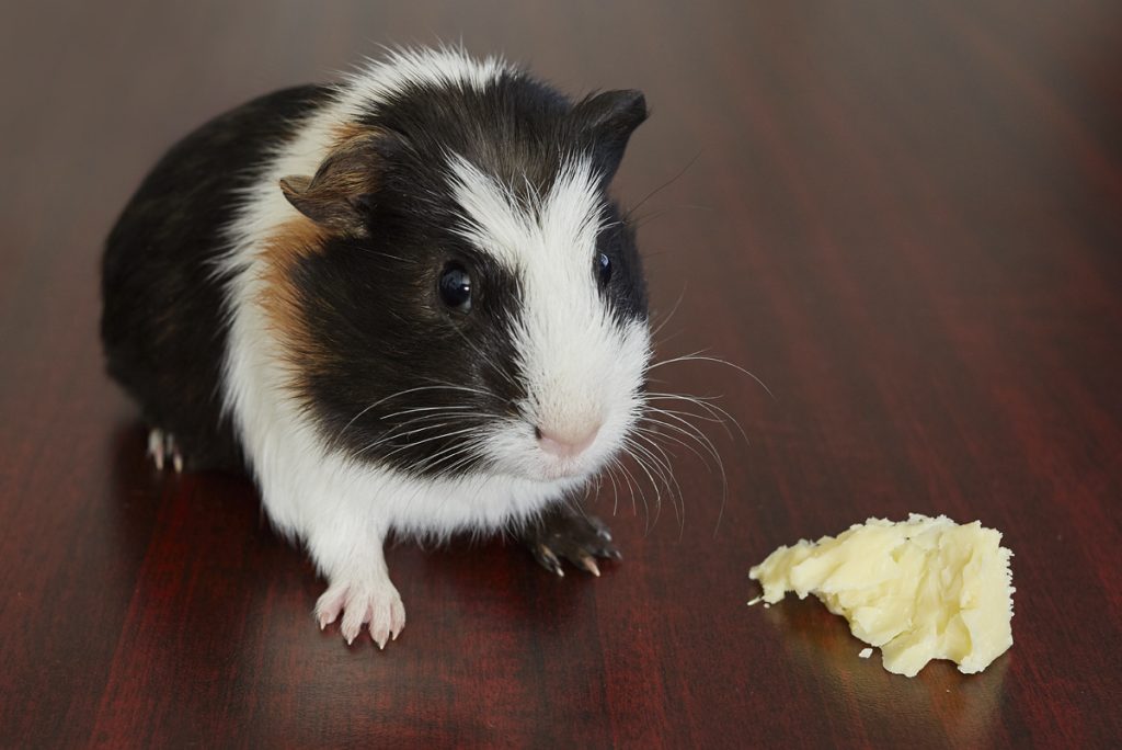 Guinea Pigs and Allergies插图