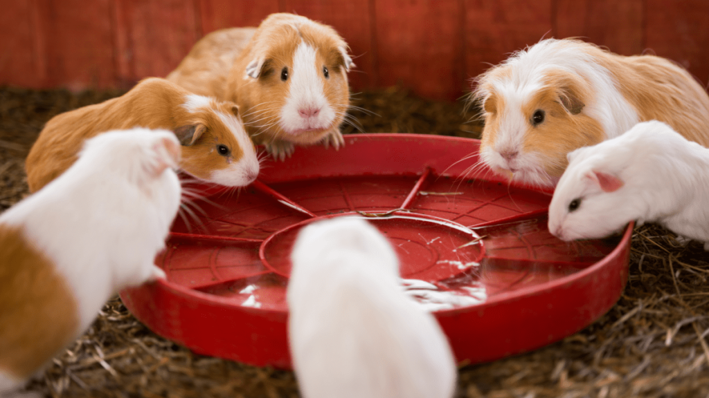 Water Requirements for Guinea Pigs插图2